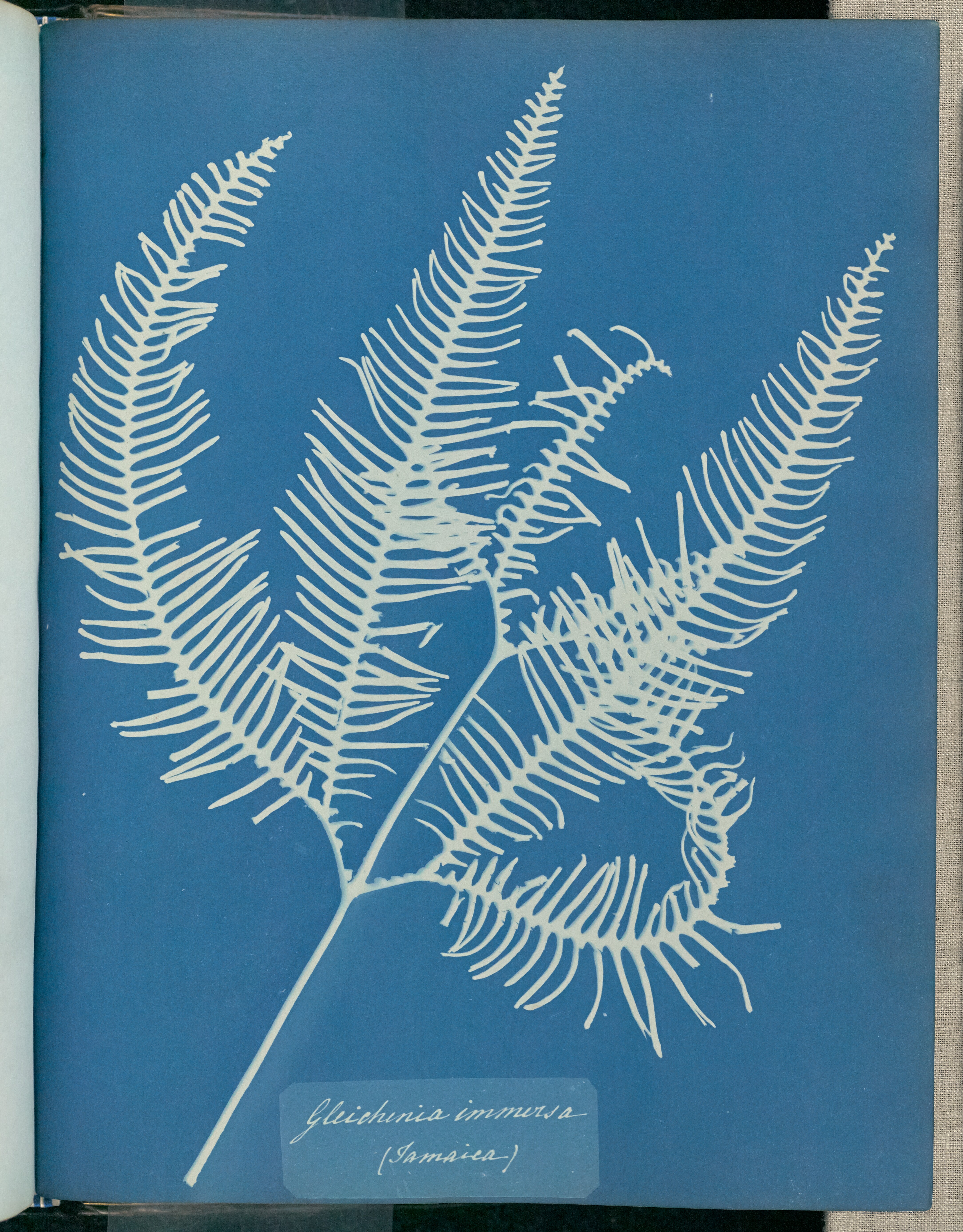 Blue cyanotype prints in Anna Atkins' Photographs of British algae