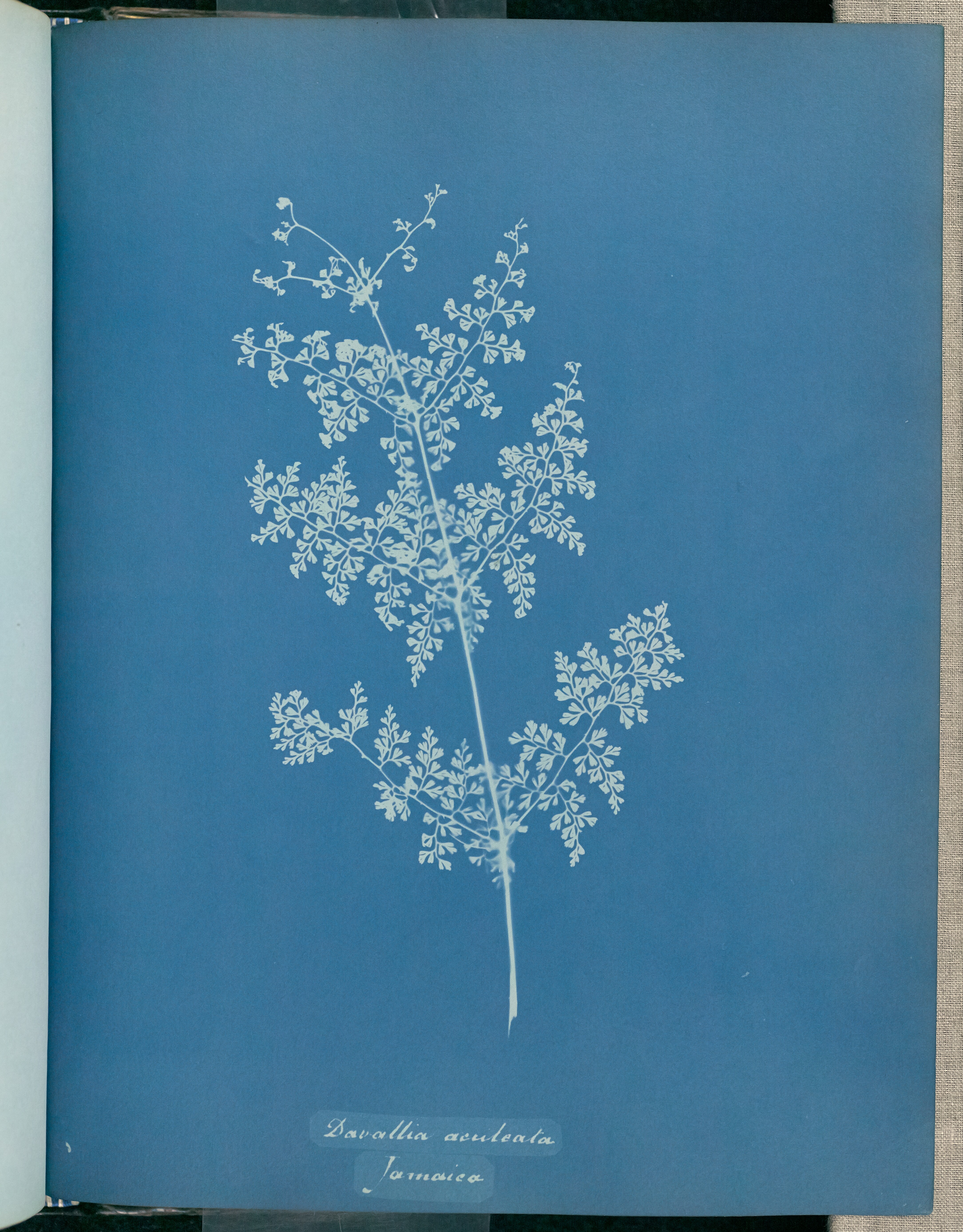 Blue cyanotype prints in Anna Atkins' Photographs of British algae