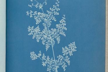 Blue cyanotype prints in Anna Atkins' Photographs of British algae